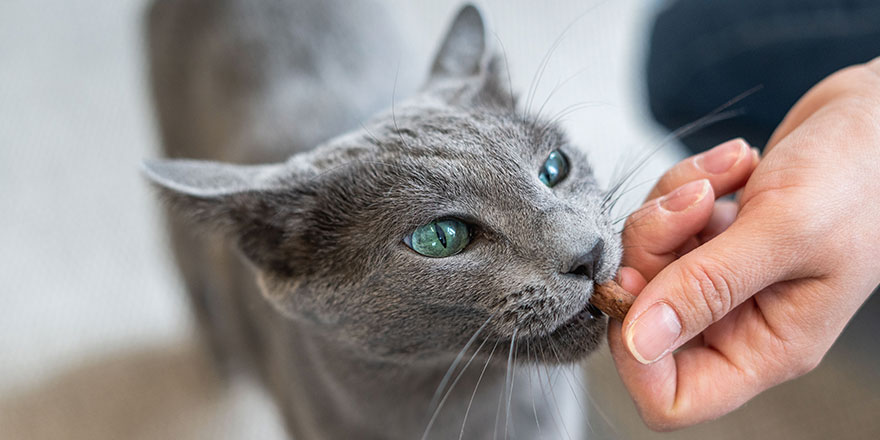 Hungry Russian blue cat gets a treats