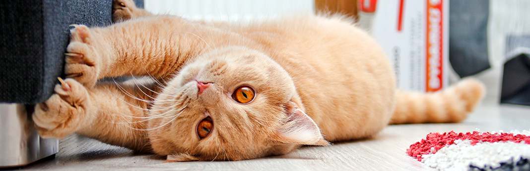 Is My Cat Bored? 5 Ways To Relieve Your Cat's Boredom