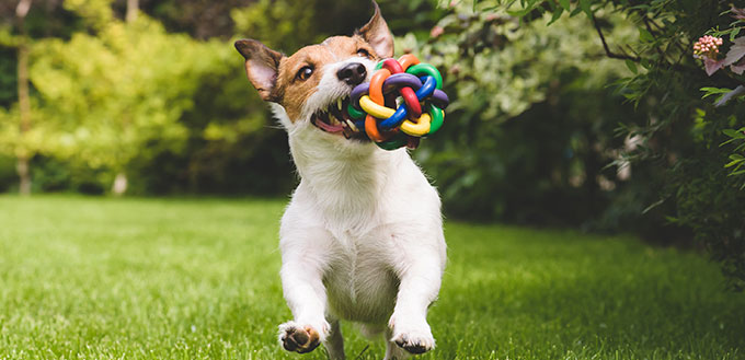 Jack Russell Terrier dog running with a colorful ball
