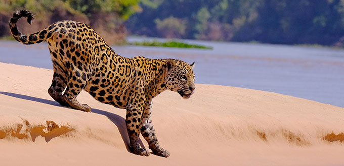 Jaguar, Panthera Onca, Female, Cuiaba River, Porto Jofre, Pantanal Matogrossense, Mato Grosso do Sul, Brazil South America