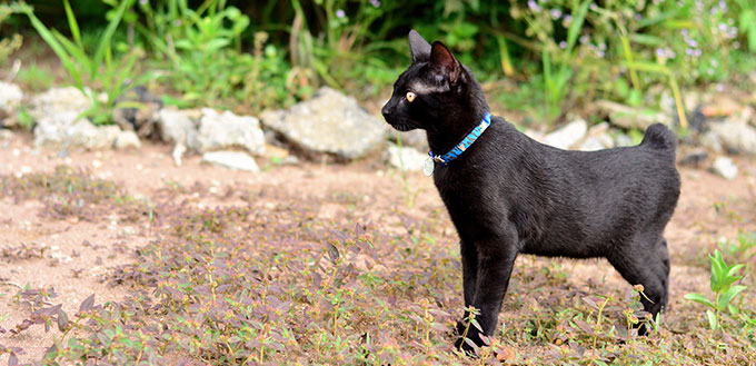 Japanese bobtail black cat walking in the plantation