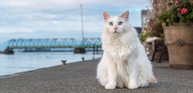 Junior the Turkish Van Cat