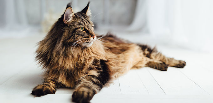 Maine Coon cat on white background