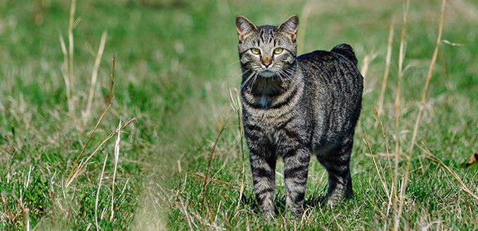 Manx cat out hunting in a field