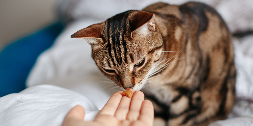 Pet owner feeding cat with dry food granules from hand palm
