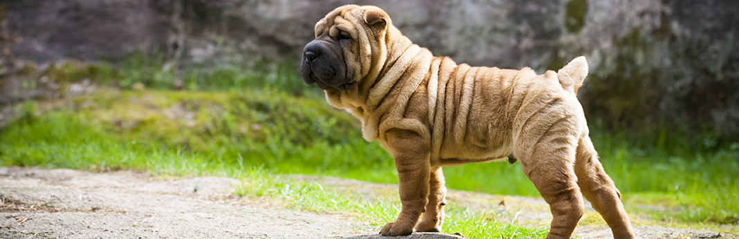 Pit-Pei-(Shar-Pei-Pitbull-Mix)-Breed-Information,-Characteristics,-and-Facts