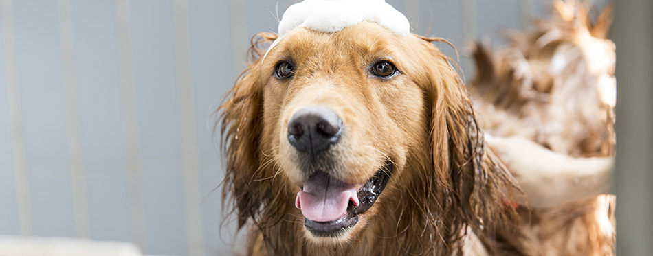 The golden retriever taking a bath