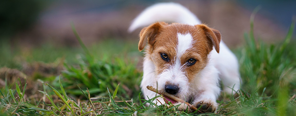 The puppy eats a bone outside. Dog Jack Russell Terrier.