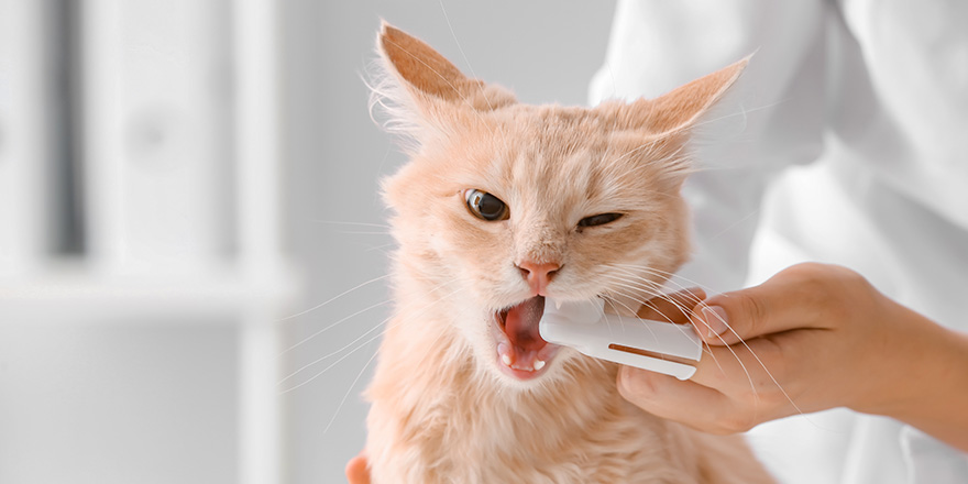 Veterinarian brushing cat's teeth in clinic