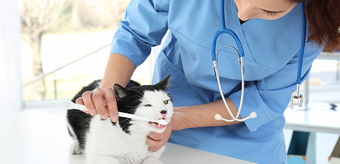 Veterinarian brushing cat's-teeth-with-toothbrush in animal clinic