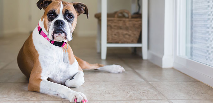 Jeune chien Boxer avec des ongles peints se penche sur l'appareil photo