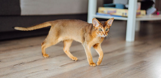 Young purebred abyssinian cat playing and jumping.