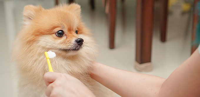 Gros plan sur l'animal, petite race de chien pour poméranien, il debout sur le sol en granit et le propriétaire se prépare à se brosser les dents de l'animal