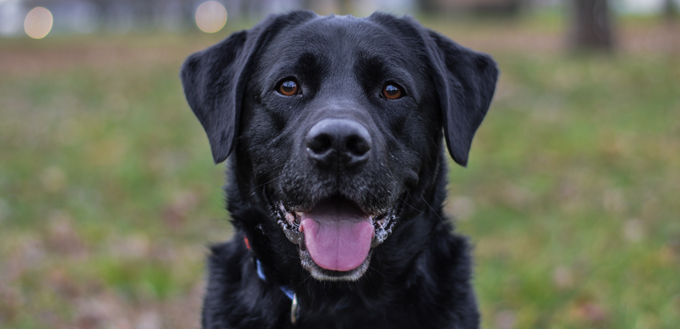 german shepherd lab mix