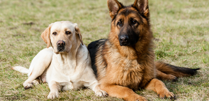 lab and a german shepherd