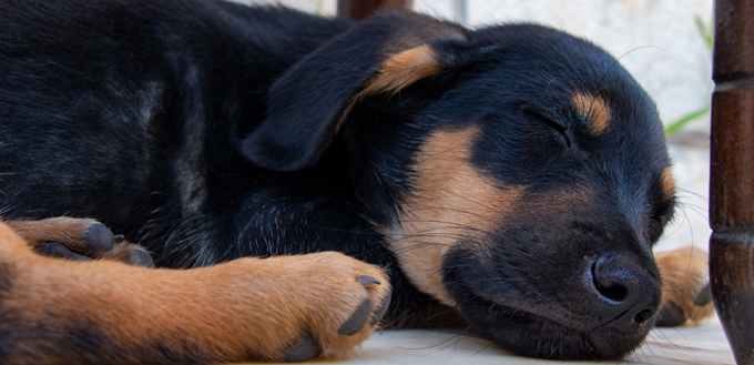 sheprador puppy