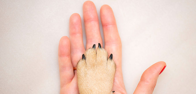 woman's hand and the paw of the dog