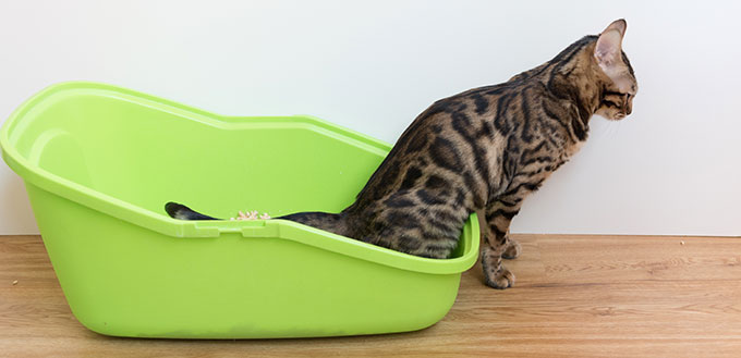 A Bengal cat pees in its cat toilet. The process of potty training