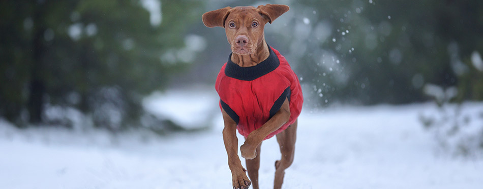 A beautiful Hungarian Vizsla dog runs in the snow. Dog in a red vest in nature