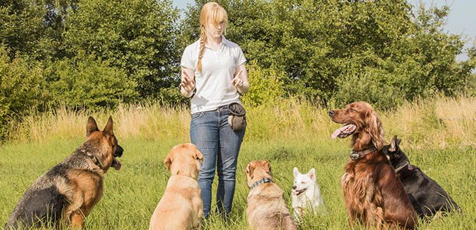 A group of dogs listen to the commands of the dog trainer