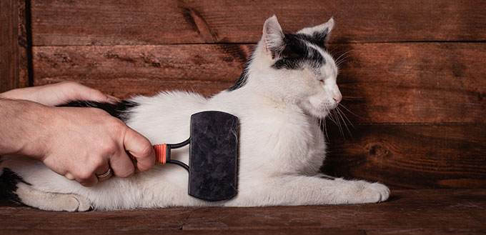 A man combs a black and white cat with a comb for animals
