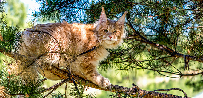 A very big American maine coon kitten with high ears sitting on a tree on a summer day in the woods.