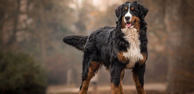 Adorable Cute Female Of Bernese Mountain Dog Standing In The Park
