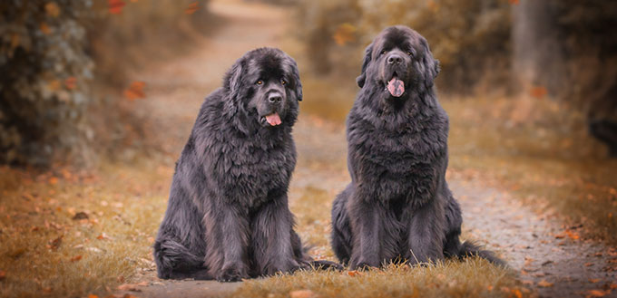 Amazing newfoundland dogs in autumn