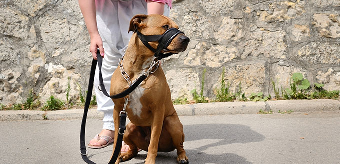 Beautiful brown dog sit on the pavement