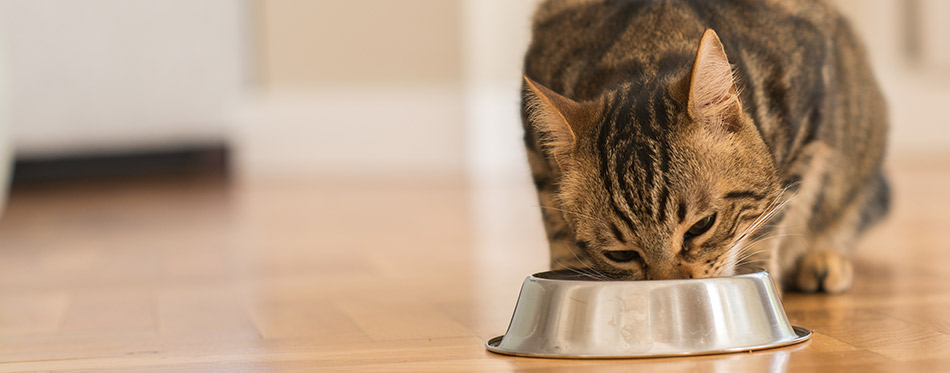 Beautiful feline cat eating on a metal bowl.