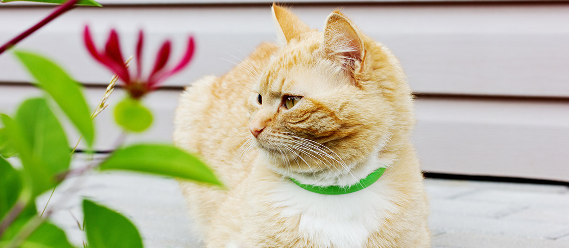 Best-Cat-Calming-Collars