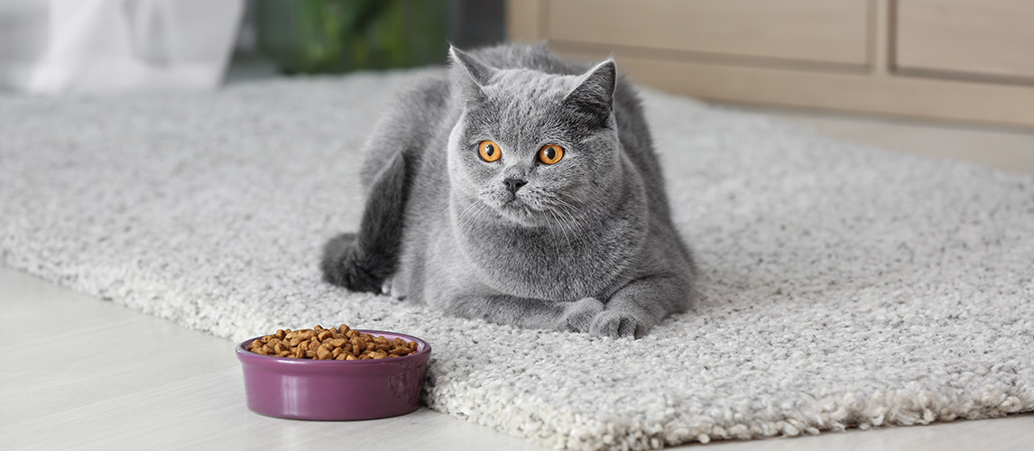 Best-Cat-Food-for-Pancreatitis