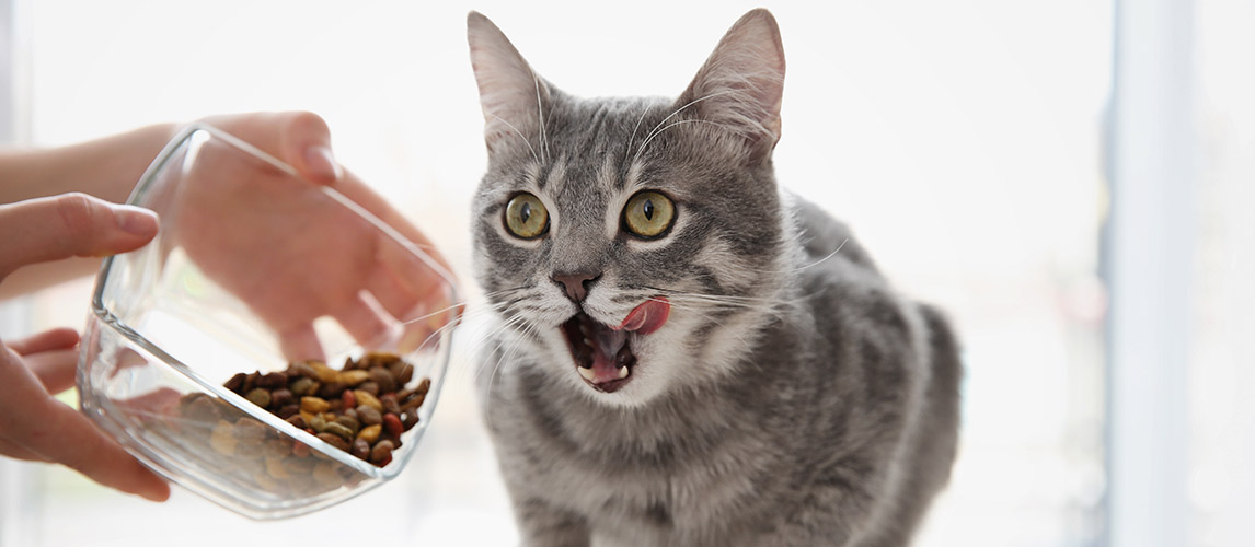 Best-Limited-Ingredient-Cat-Food