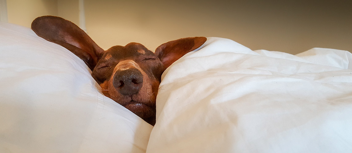 Best-Pet-Friendly-Comforters-for-Dog-Hair