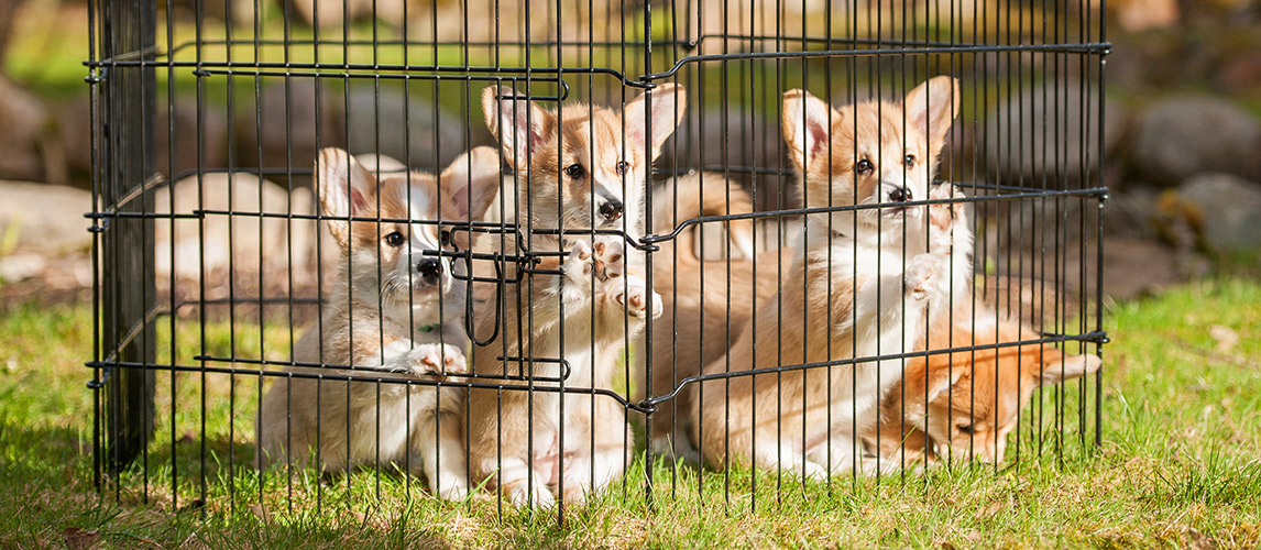 Best-Portable-Dog-Fence-for-RV