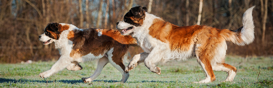 Biggest Dog Breeds in the World