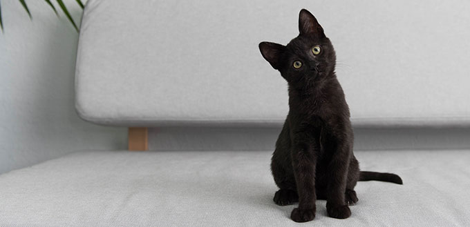 Black Small Kitten Sitting On Gray Sofa