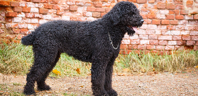 Black russian terrier dog