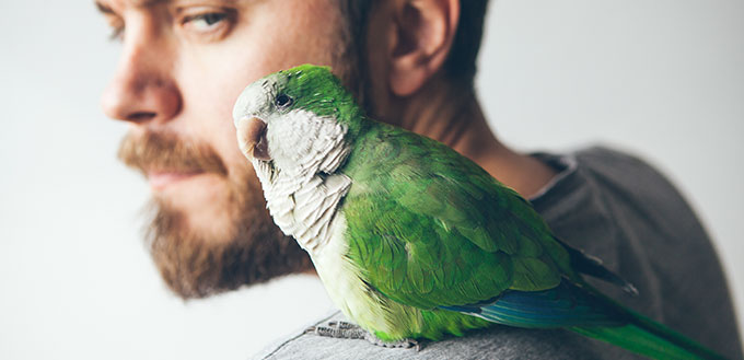 Close-up of young beard man with his pet Quaker parrot on shoulder at home. Monk parakeet is looking at camera with curiosity.