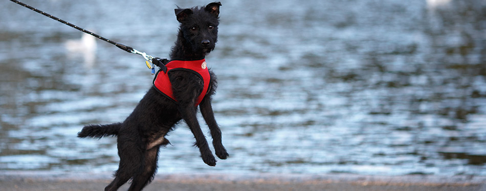 Cute dog on the shore of the lake