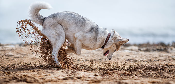 Funny Husky digging sand at the beach