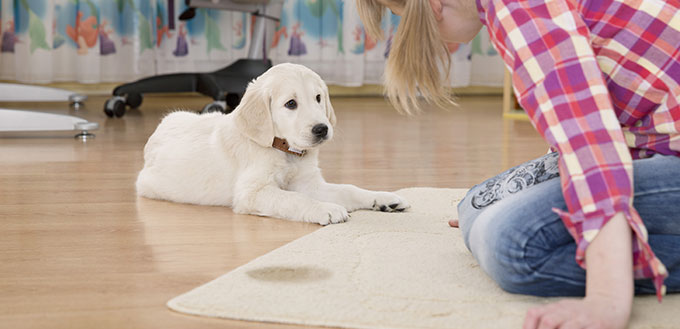 Golden retriever puppy looking guilty from his punishment