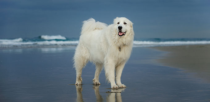 Great Pyrenees dog portrait at beach