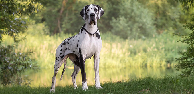 Great dane in beautiful landscapes