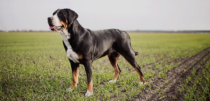 Greater Swiss Mountain Dog