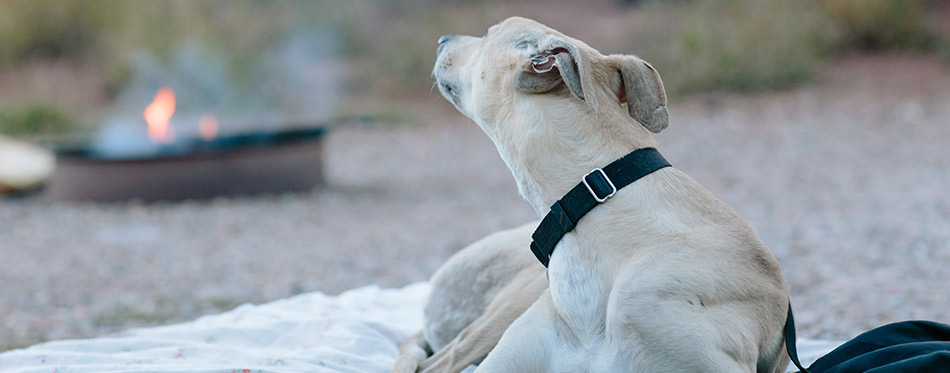 Greyhound rescued sight hound, sighthound dog,