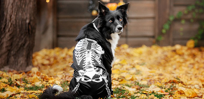 Halloween. Border Collie dog in skeleton costume