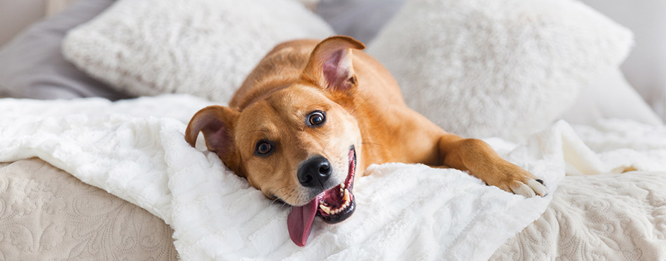 Happy ginger mixed breed dog in luxurious bright colors scandinavian style bedroom with king-size bed. Pets friendly hotel or home room.