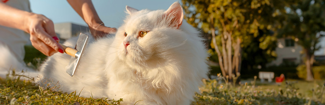 How-to-Reduce-Cat-Shedding-In-5-Simple-Ways