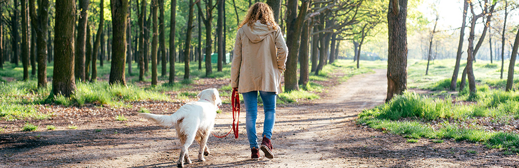 How-to-Train-Your-Dog-to-Walk-Off-Leash